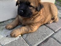 Chow Chow Köpeği Yavruları