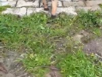 Safkan Dik Kulak Belçika Kurdu (Malinois) Yavrular