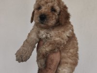 Toy Poodle Yavruları