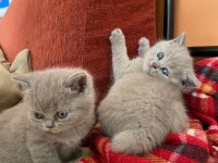 Bir buçuk aylık babaları şecereli yavru kediler