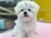 %100 Orjinal Maltese Yavruları