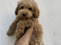 3 aylık maltipoo sağlık garantili
