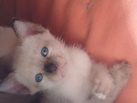 Siyam Kedisi Yavrular