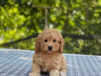 En Microsu A Kalite Maltipoo