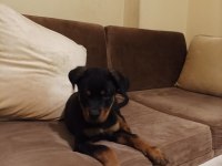 Rottweiler Safkan 75 Günlük Erkek