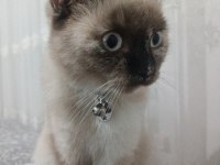 Ücretsiz siyam kedisi blue point karışımı