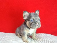 Tr Deki En Yeni Ve Üst French Bulldoglar