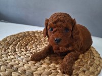 Mersin Lokumu Poodle Yavrular
