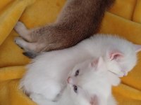 2 Aylık Yavru British - Van Kedisi Melezi