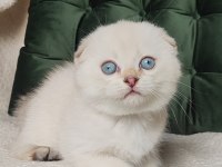 Minnoşum Silver Scottish Fold Shorthair Yavrumuz