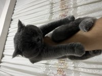 Acil Verilecek Kedimiz 8 Aylık