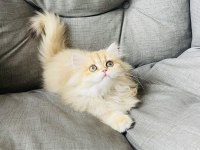 British Longhair Golden Ny11