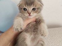 British Scottish Kedilerim