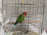 Erkek sevda papağanı