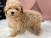 Efsane maltipoo yavruları