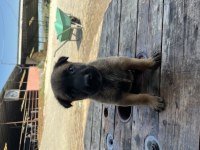 A++ Belgium Malinois Yavrularımız