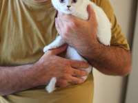 Teslime Hazır Beyaz Cins Yavru Kediler