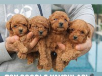 Toy poodle red brown yavruları