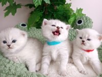 Safkan sağlıklı british yavrularım