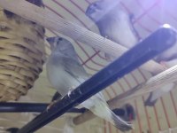 Ev Sıcaklığında Beslenen Hint Bülbülleri 1-2-3 Aylık