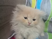 British Yavru Kediler