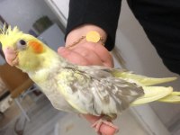 30 Günlük Yavru Sultan Papağanlar