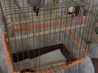 Sağlıklı Erkek Ve Dişi Sultan Papağanları