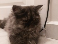 Nadir Renk İran Kedisi Dişi