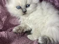 Blue Point British Longhair