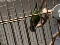 Hareketli Zeki Eğitime Açık Rengarenk Konur Papağanı