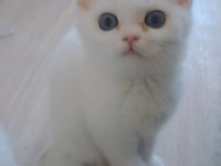 Cana Yakın Oyuncu British Yavrular