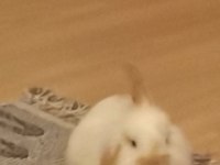 Hollanda Lop Tavşanı