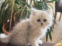 Muhteşem Chinchilla Kedisi Bebeklerim Ömürlük Yuvalarını Bekliyor