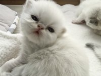 Safkan iran kedisi yavrularımız