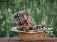 Dachshund sosis köpek yavrularımız