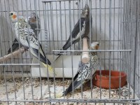 Ev ortamında üretilmiş sağlıklı bebek sultan papağanı yavrular