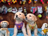 Golden Retriever Severler İçin Minik Kalpler