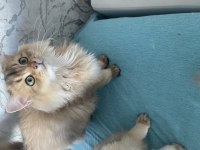 Safkan British Longhair Yavrularımı Sahiplendiriyorum