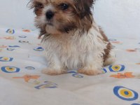 Ev Ortamında Büyüyen Shih Tzu Köpekler