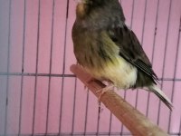 Gloster erkek kanarya