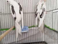 Kaliteli sultan papağanı beşiktaşlılar sever