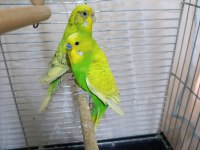 Muhabbet Kuşlar Yeni