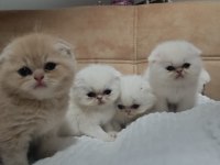 Çok Sevimli Safkan Exotic Amerikan Kedisi