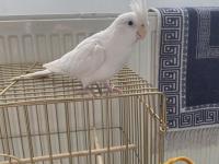 Albino yakışıklı erkek sultan papağanı