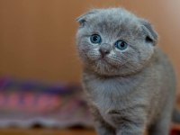 Ruhsatlı İşletmeden Evraklı Scottish Fold Bebekler