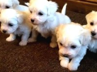 Ev doğumu maltese yavrularımız