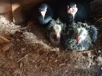 Sivas Keşlisi Güvercinler