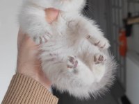 Bebek kedilerimiz teslime hazırdır