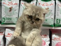 Irkının en iyi örneklerinden british kediler yuvaya hazır