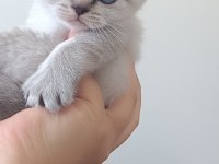 Scottish Fold Blue Point